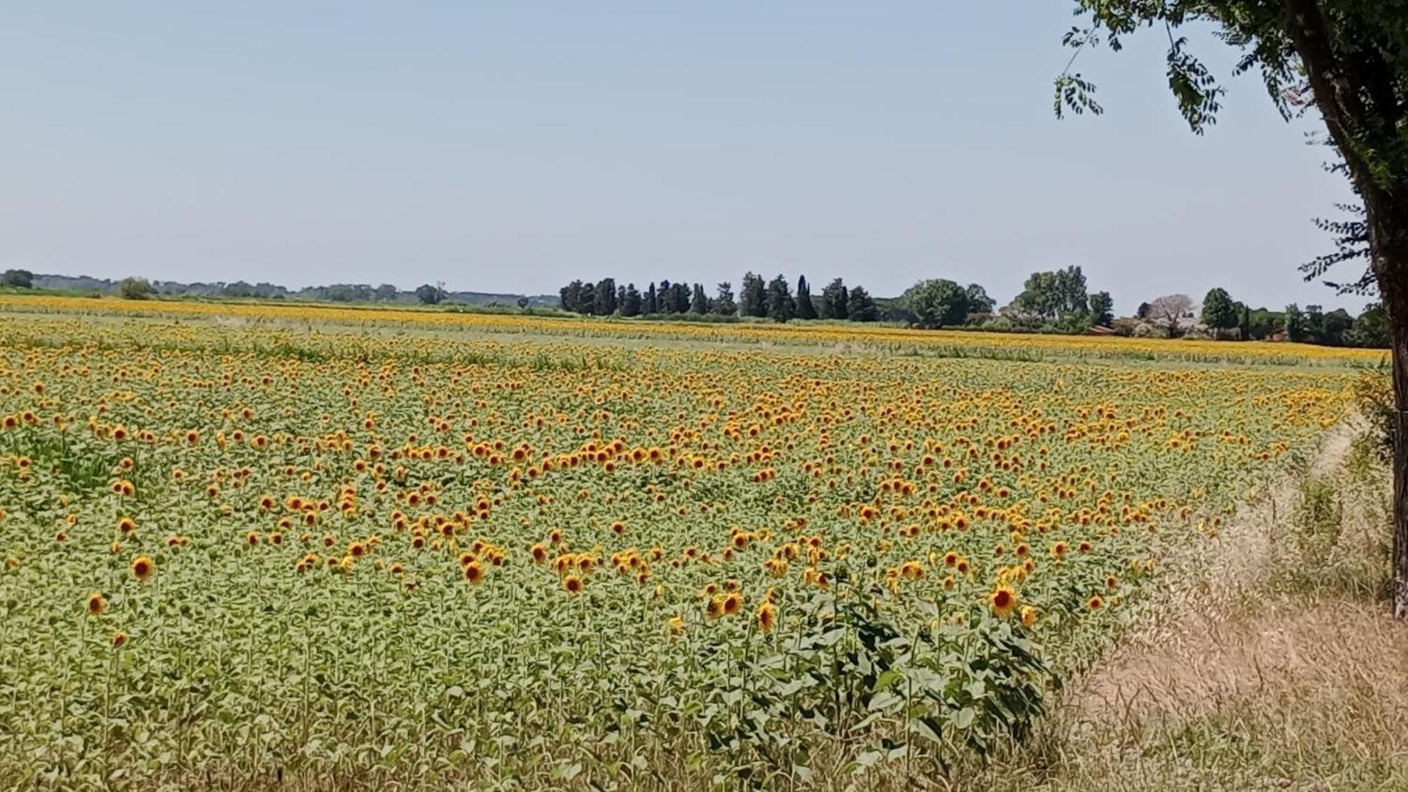 Casa Vacanze Toscana,Lago Di Massaciuccoli エクステリア 写真